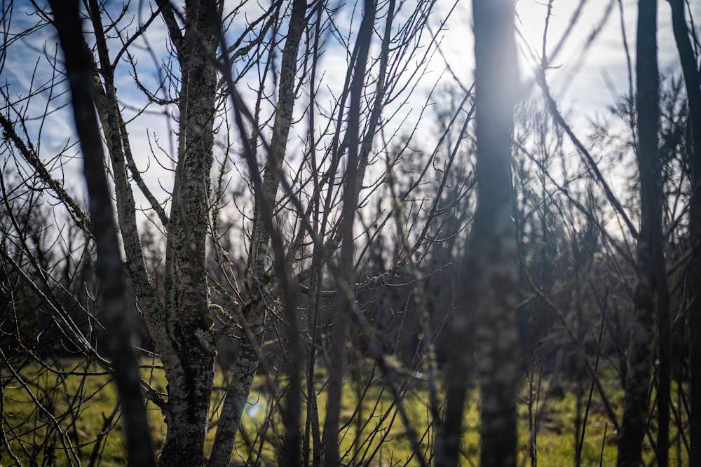 the sun shines through the branches of the trees