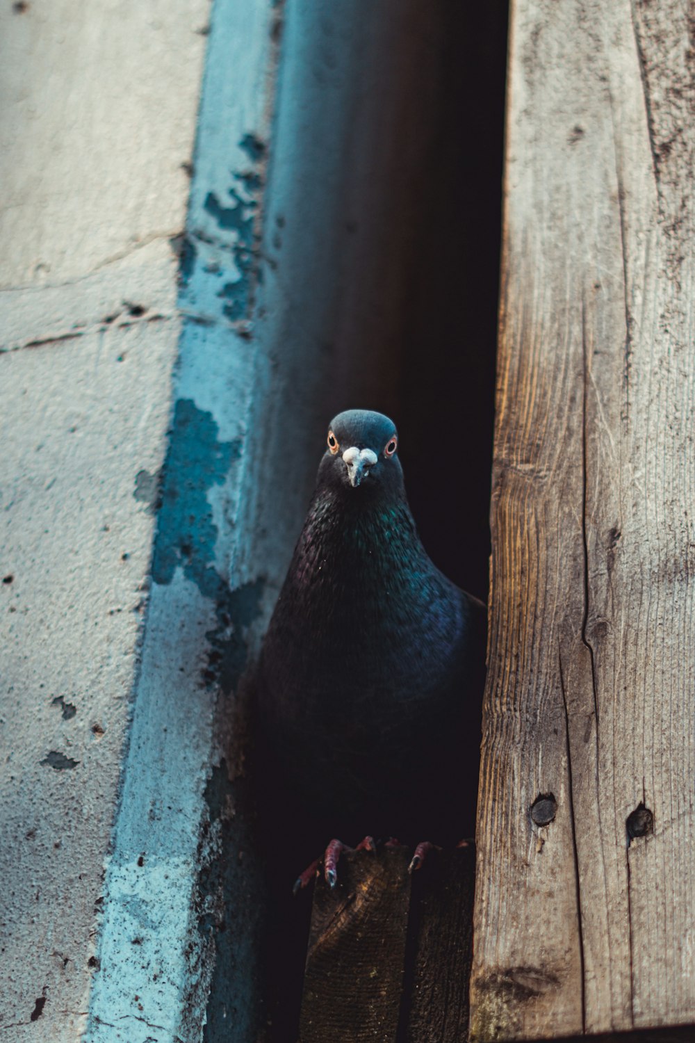 black bird on blue concrete wall
