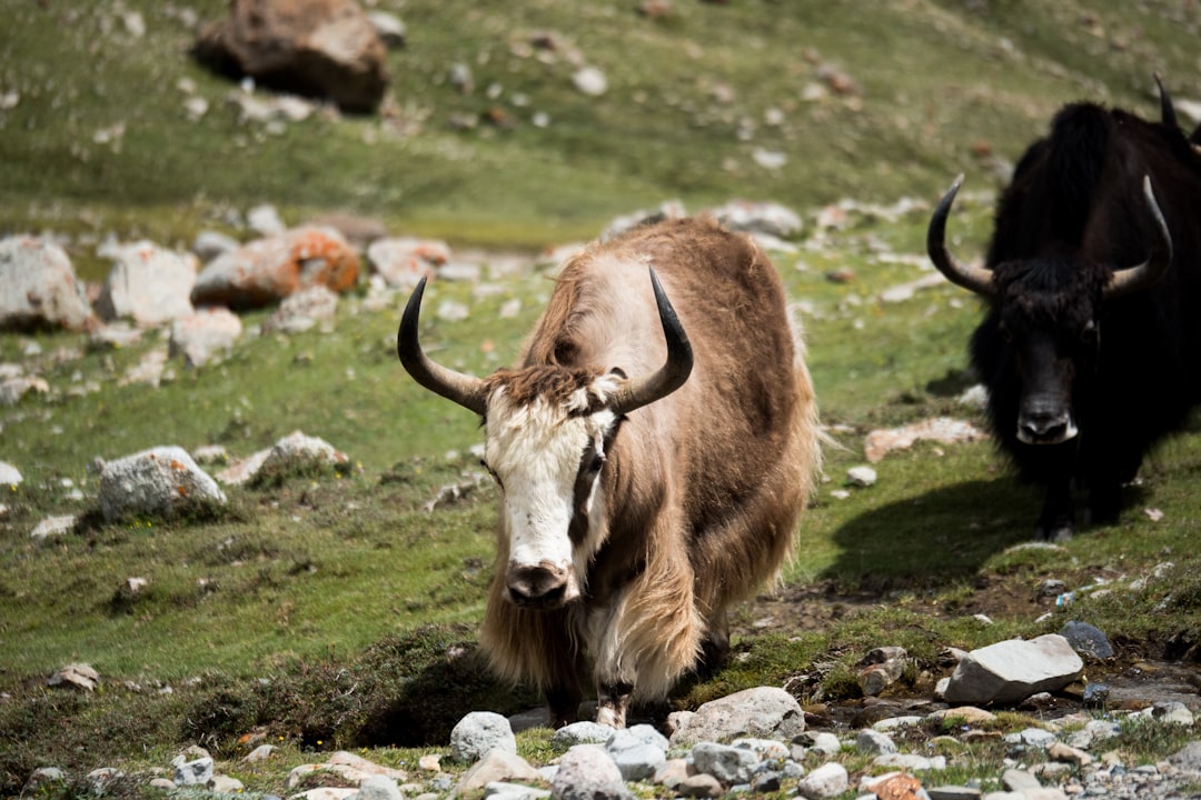 brown cow on green grass field during daytime