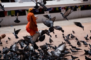 flock of birds on gray concrete floor