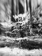 A black and white photo of a forest with subtle animated fog effects.