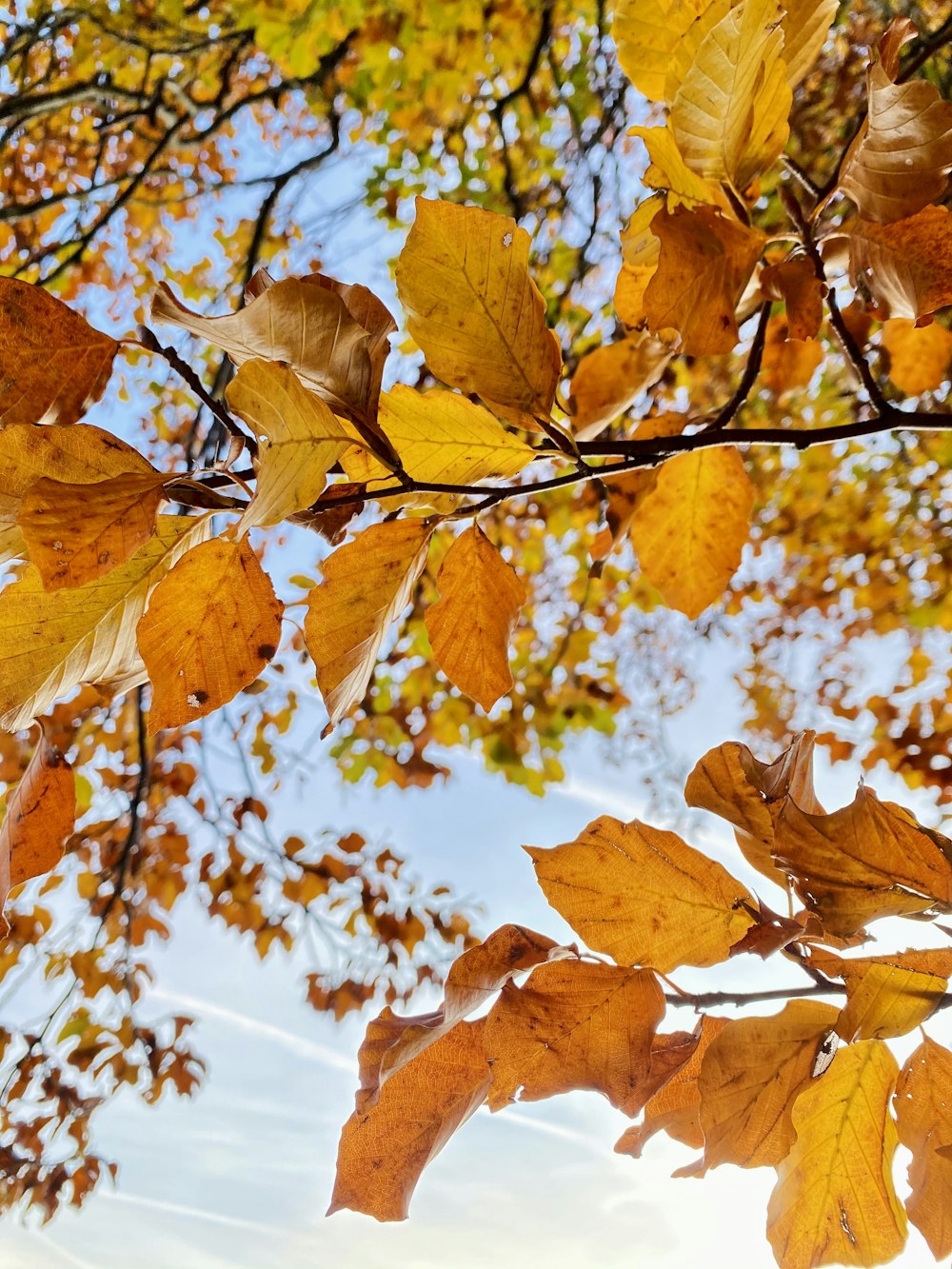 Le foglie di un albero stanno cambiando colore