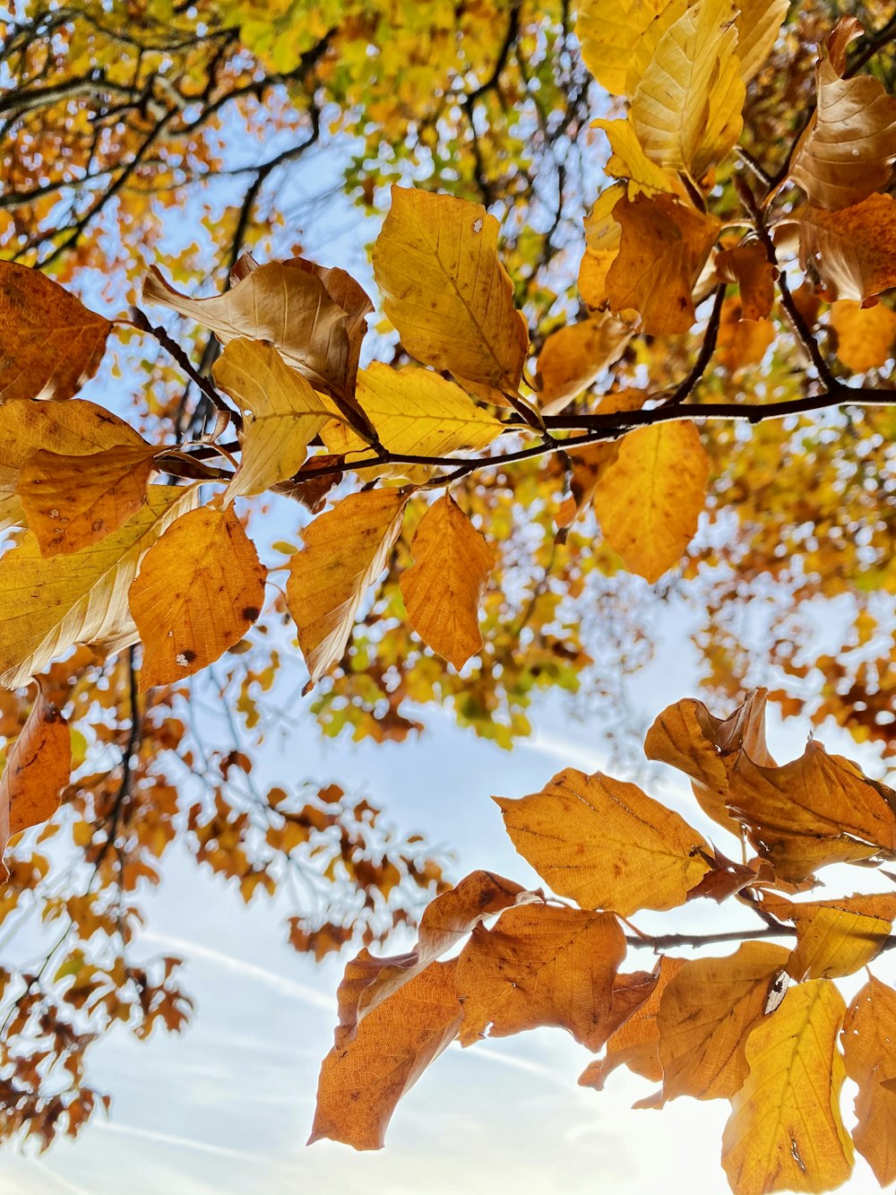 Las hojas de un árbol están cambiando de color