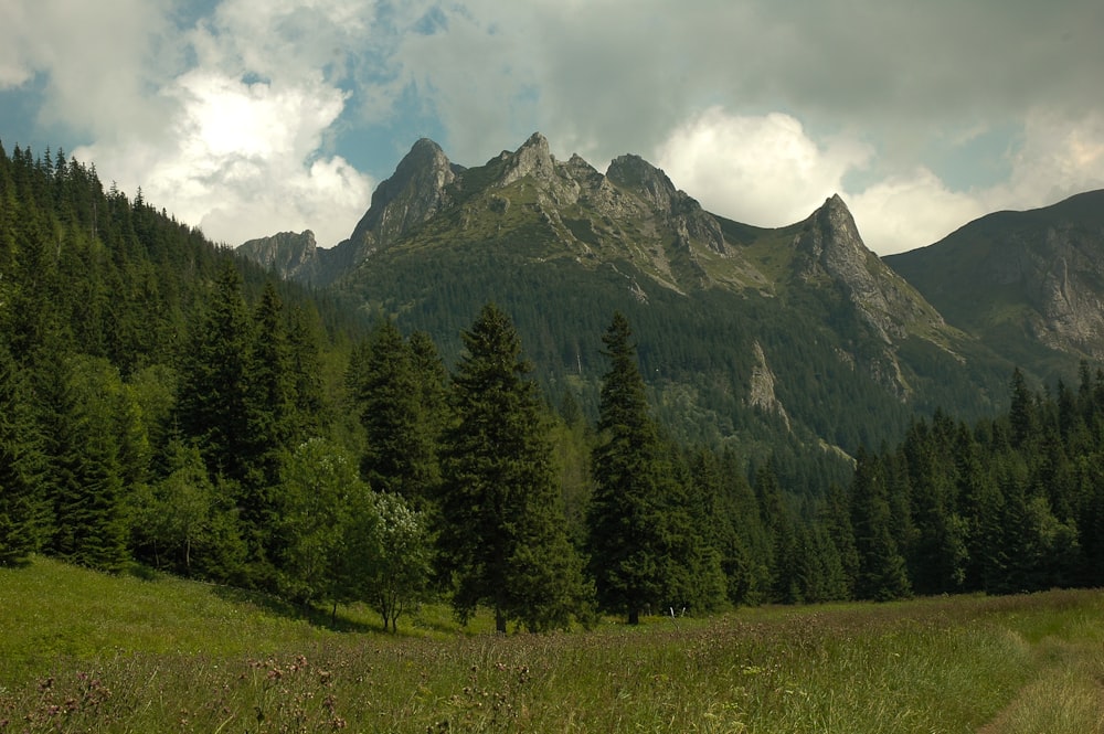 a grassy field with trees and mountains in the background