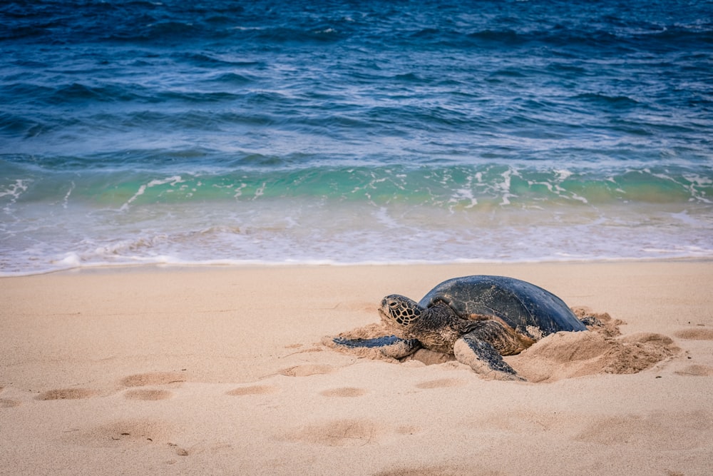 Eine Meeresschildkröte liegt am Strand