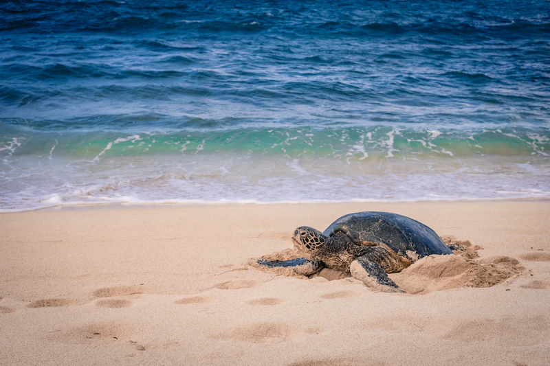 Turtle Islands National Park