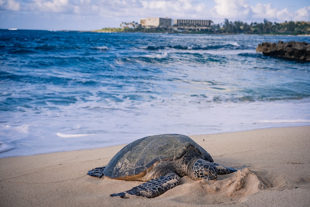 a sea turtle is laying on the beach