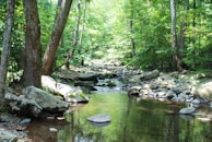 A serene nature scene with trees and a flowing stream.