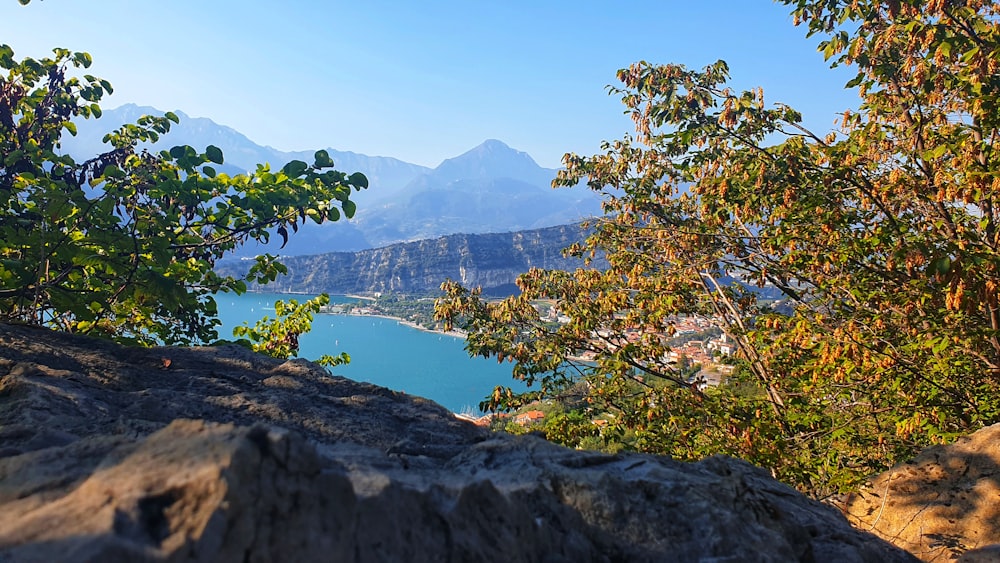 albero verde vicino al lago durante il giorno