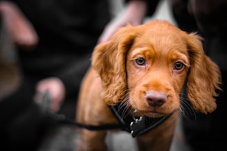 brown short coated dog on persons lap