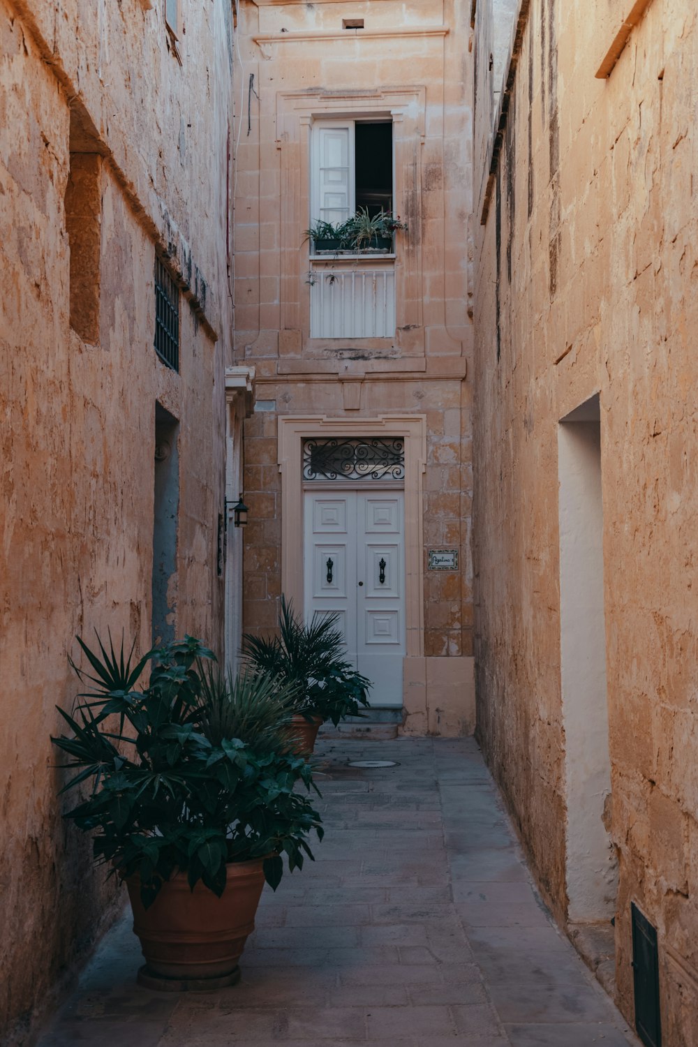 green plant in front of brown concrete building