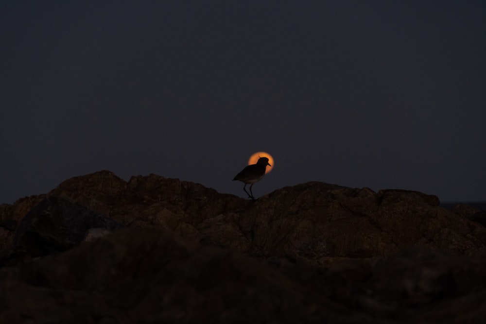 white and black bird standing on rock during night time