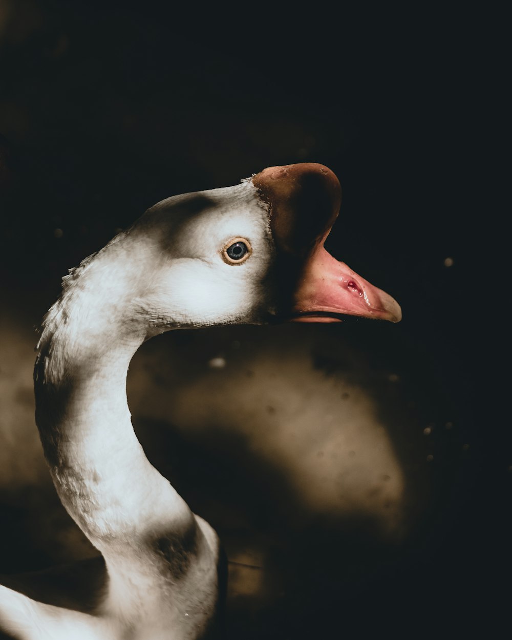white and black swan head