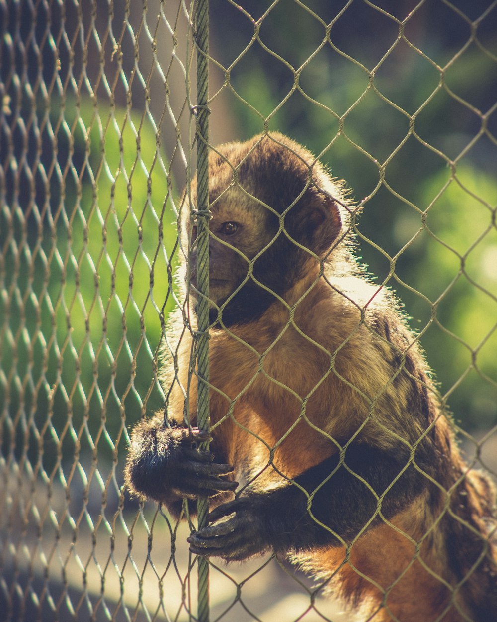 brown monkey on black net