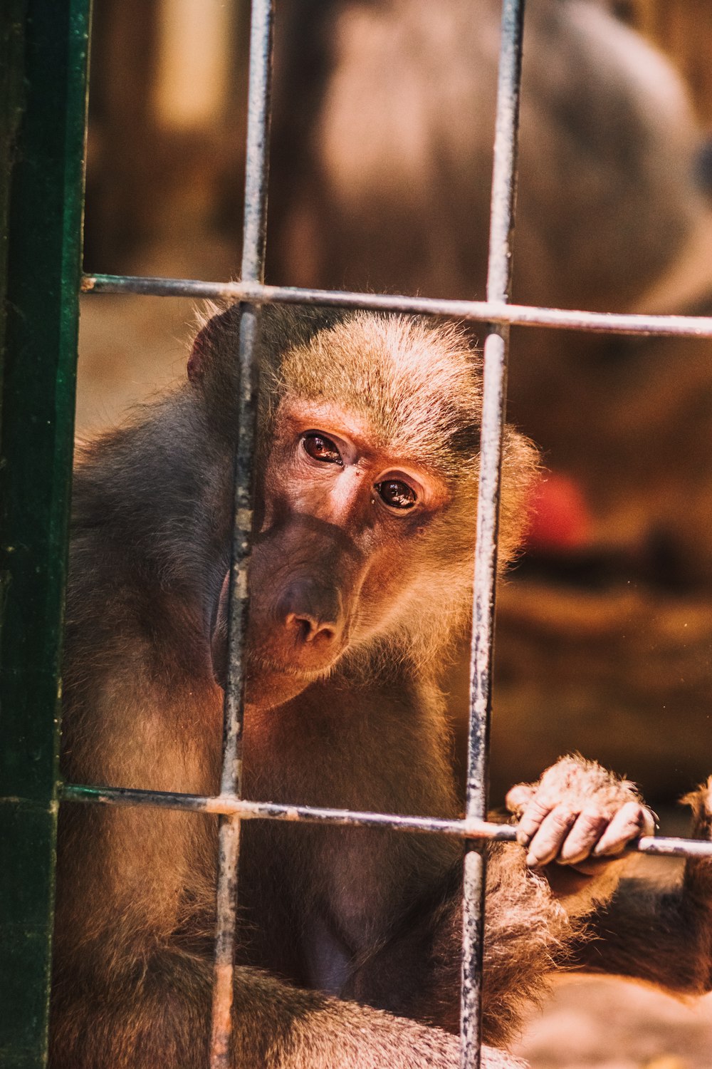 brown monkey in cage during daytime