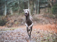 A joyful dog being walked in a scenic area.