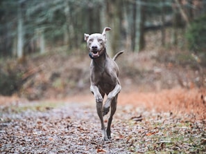 A joyful dog running along a mountain trail surrounded by green trees.