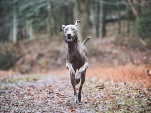 A happy dog trotting along a forest trail surrounded by tall trees.