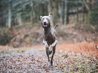 Black and white photo of a happy dog running on a forest trail during a walk.