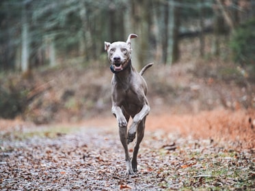 A joyful dog being walked in a scenic area.