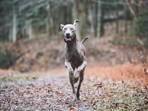 A dog running joyfully along a sunlit forest trail in autumn
