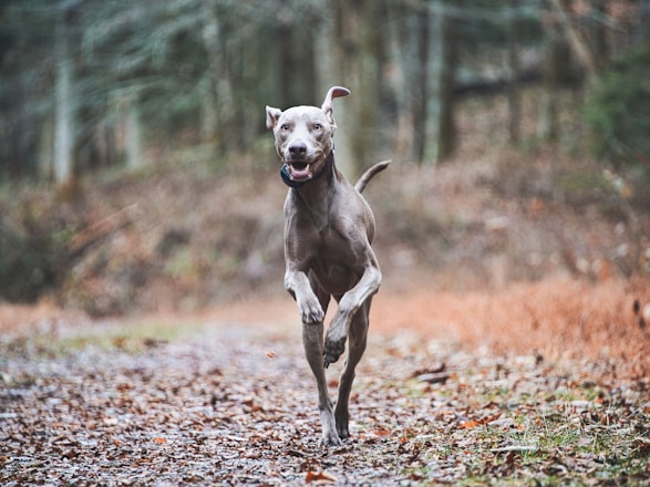 Black and white photo of a happy dog running on a forest trail during a walk.