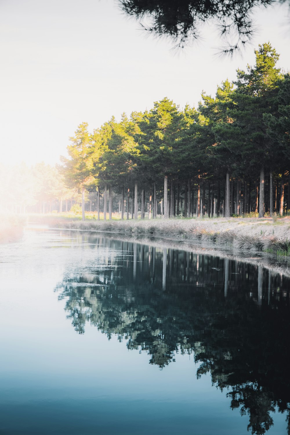 green trees beside body of water during daytime