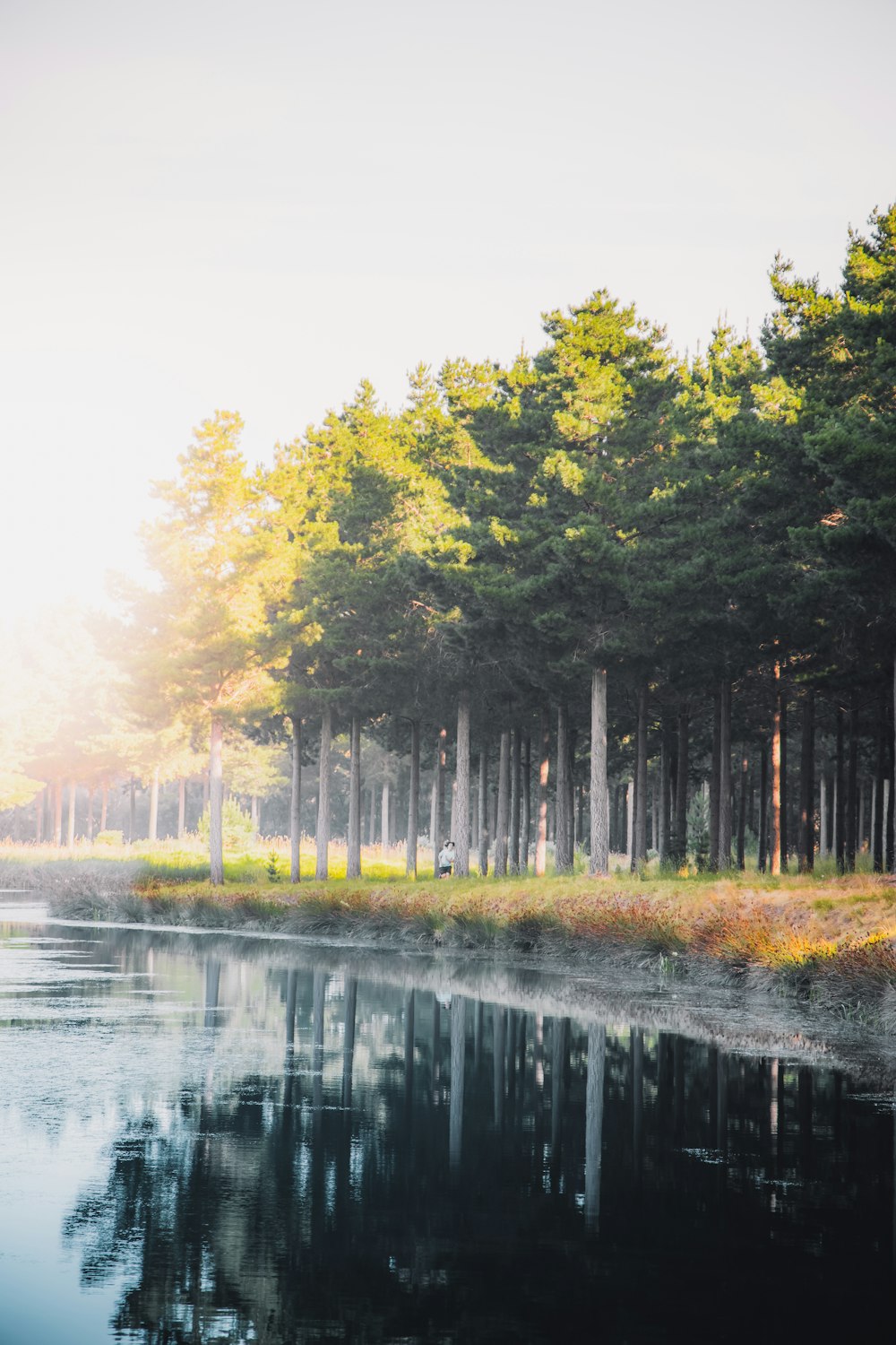 green trees beside river during daytime