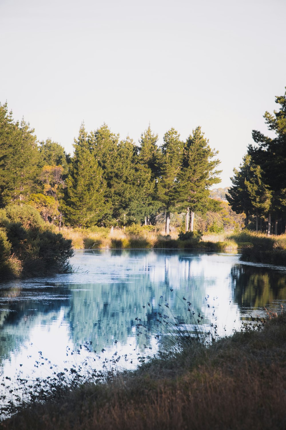 green trees beside river during daytime