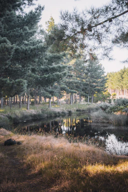 A compact ultralight backpack resting against a tree in a sun-dappled forest.