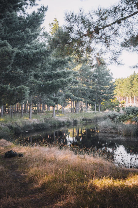 A compact ultralight backpack resting against a tree in a sun-dappled forest.