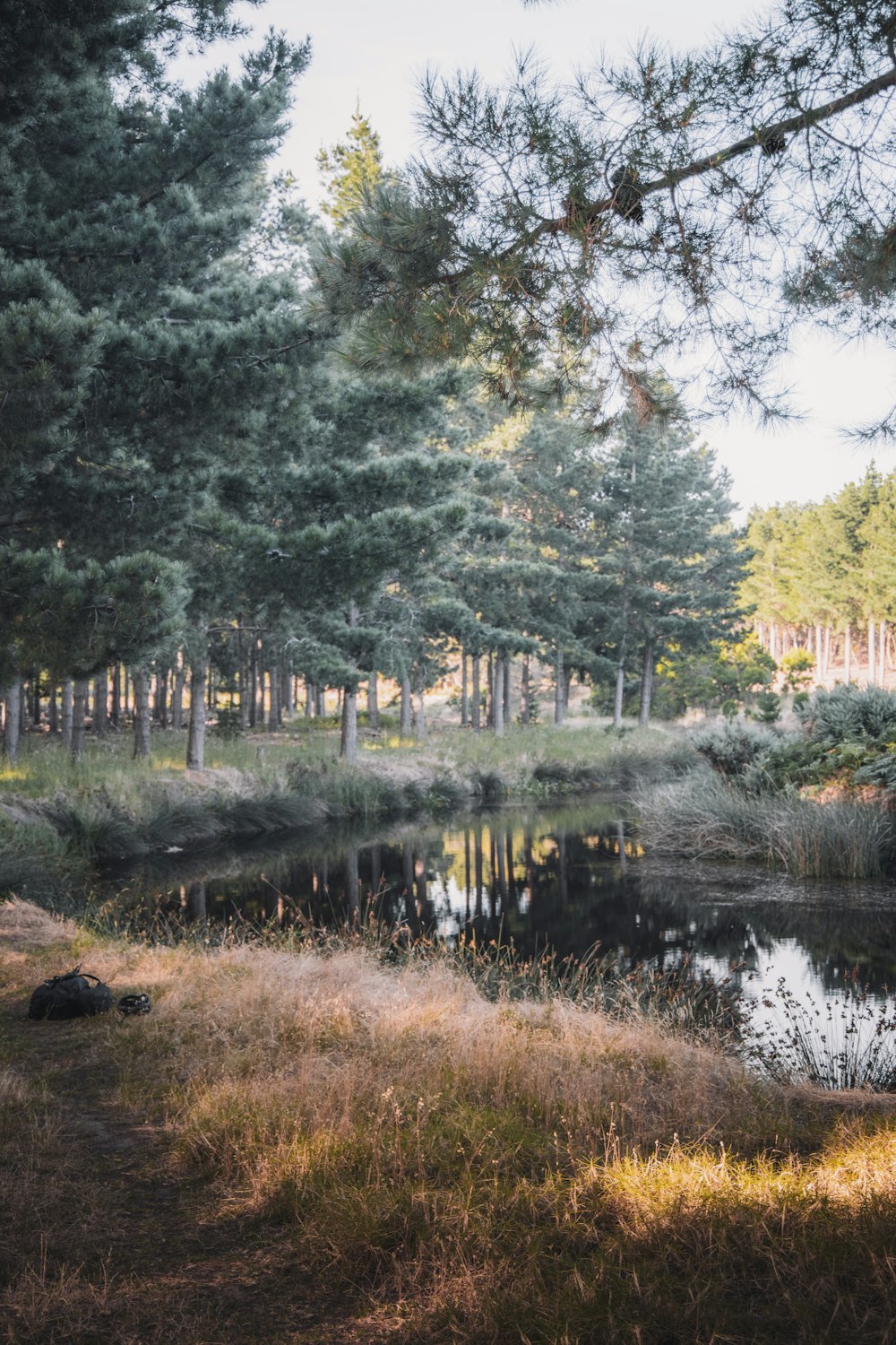 green trees beside river during daytime