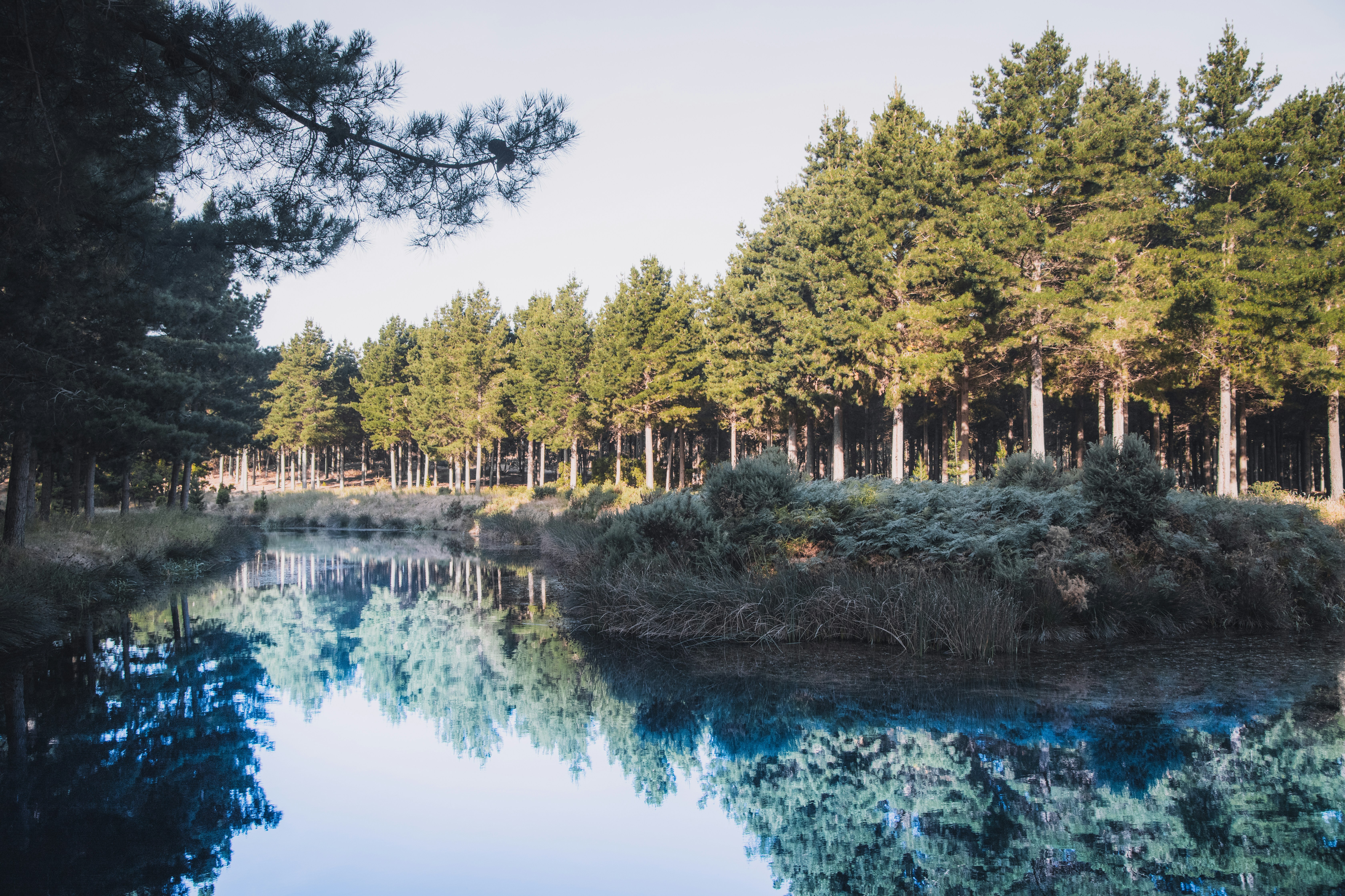 green trees beside river during daytime, 