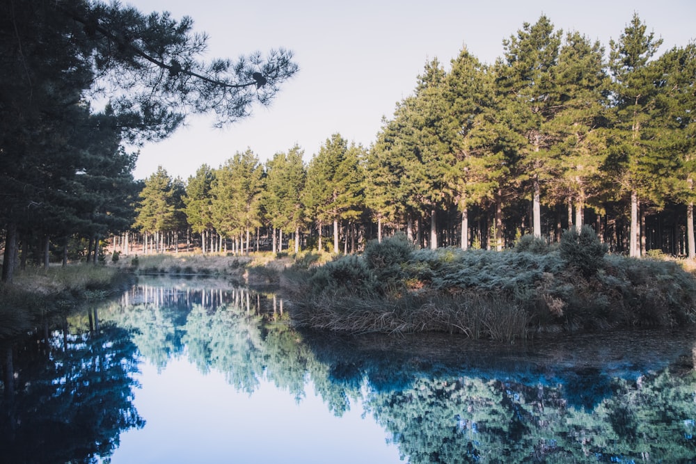 green trees beside river during daytime