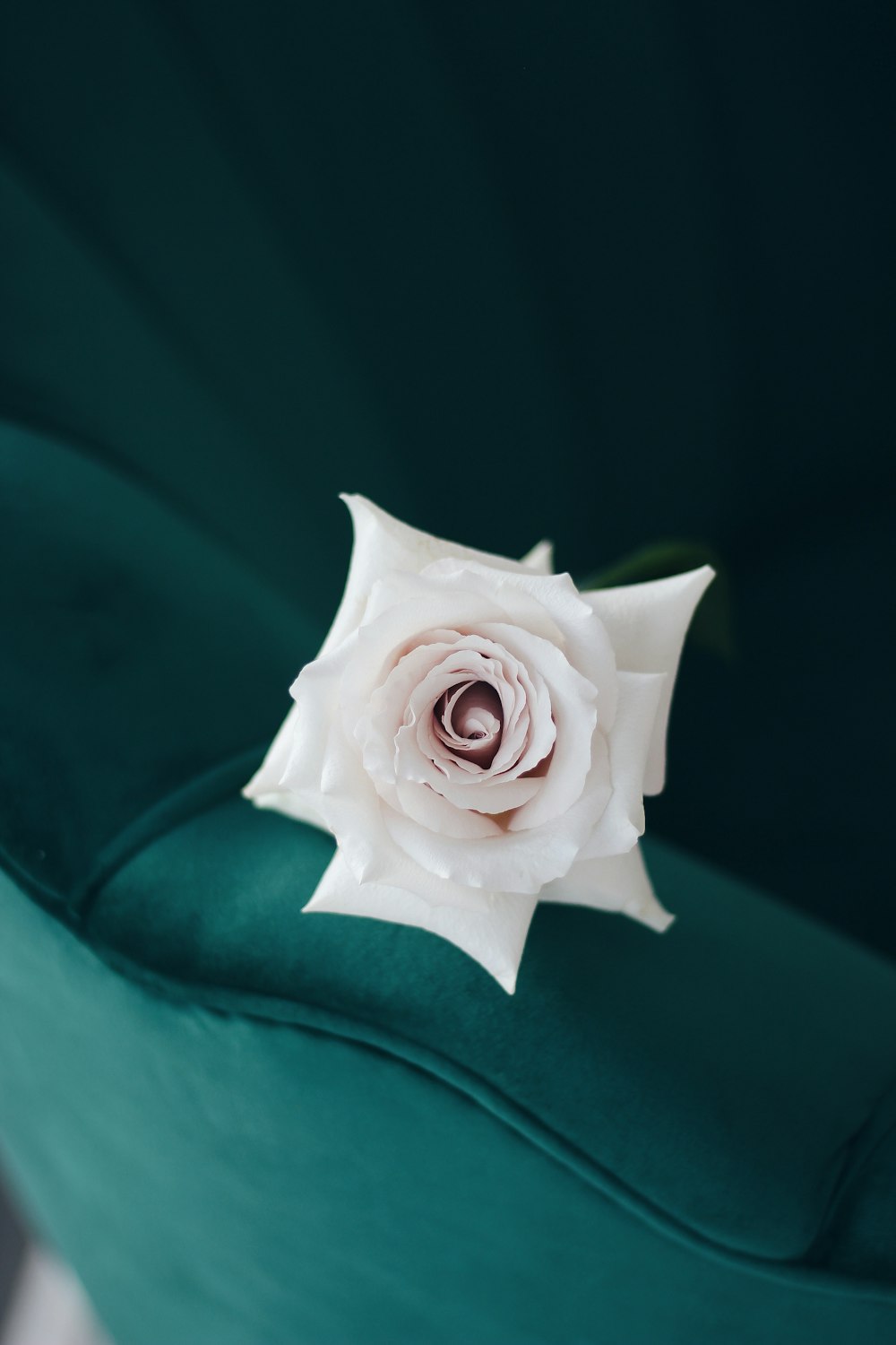 Rose blanche sur textile vert