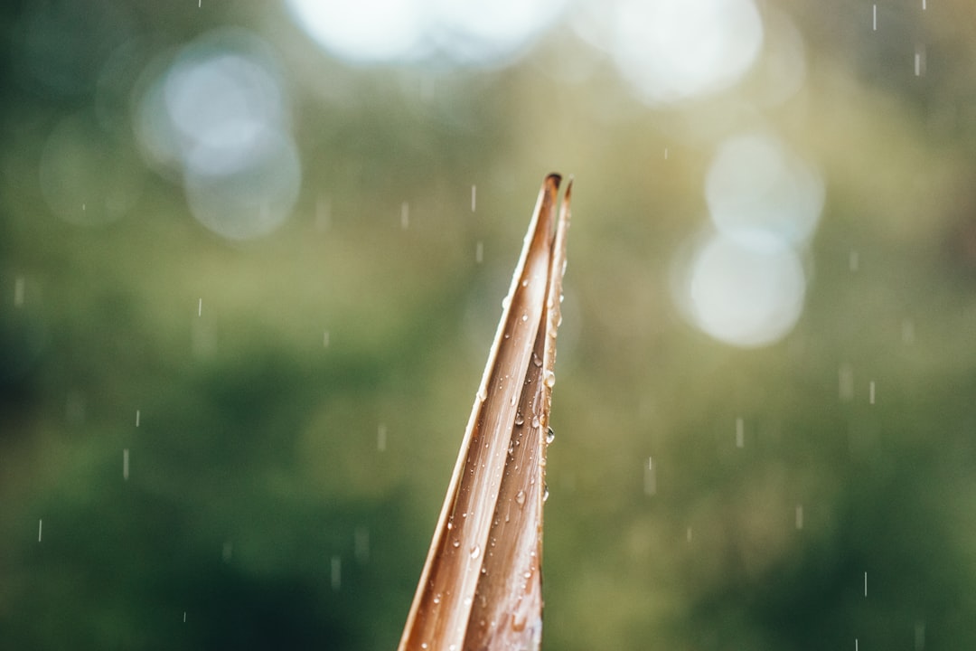 brown leaf in bokeh photography