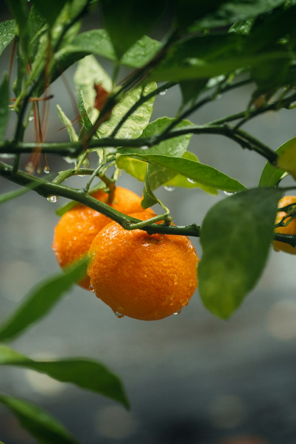 orange fruit on tree branch