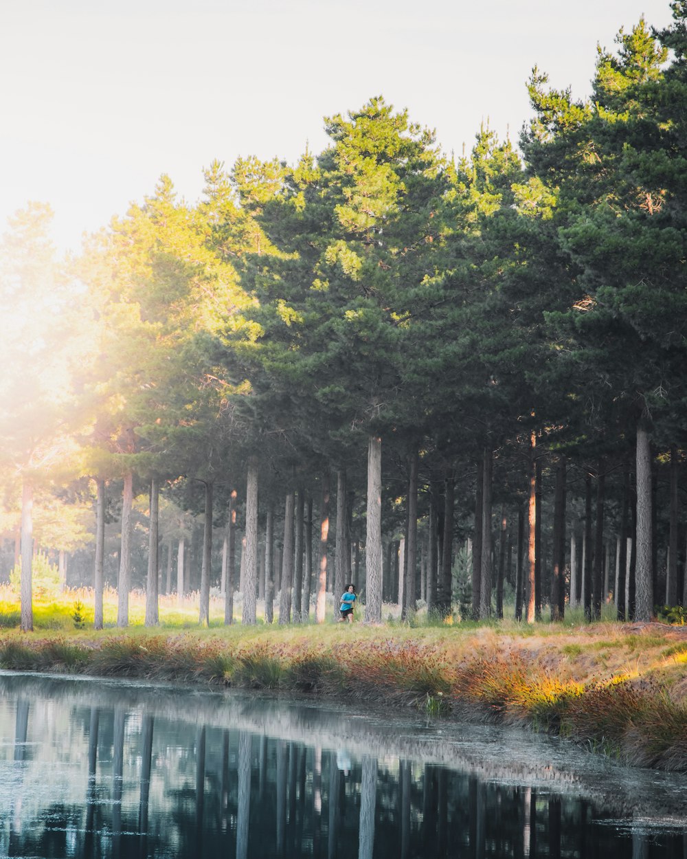 green trees beside river during daytime