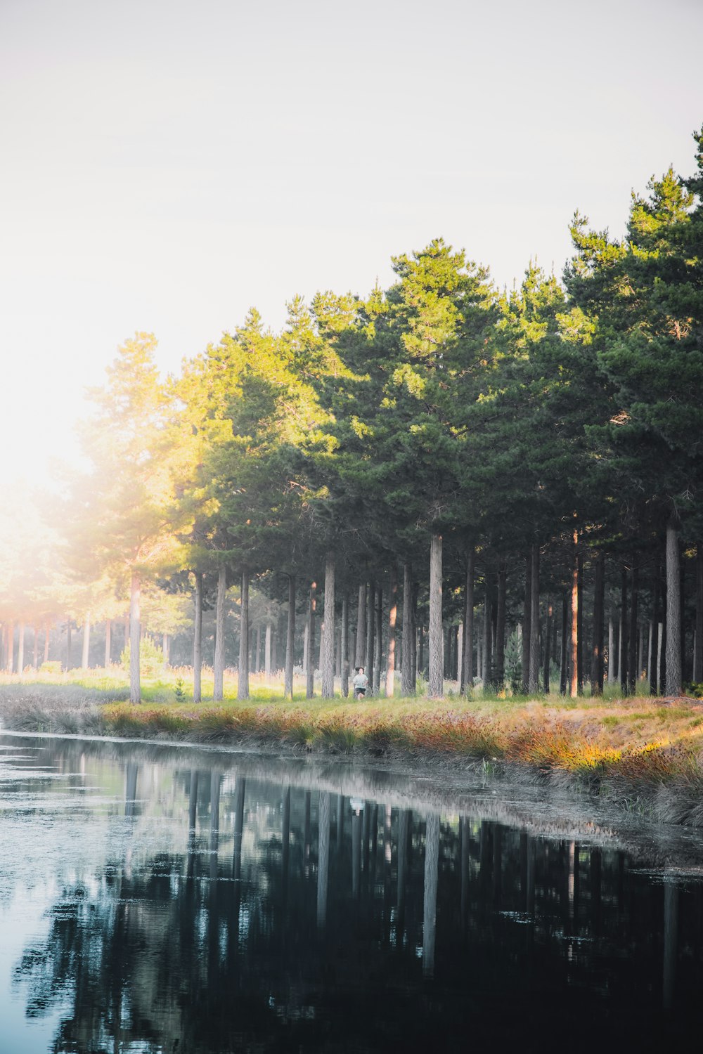 green trees beside river during daytime