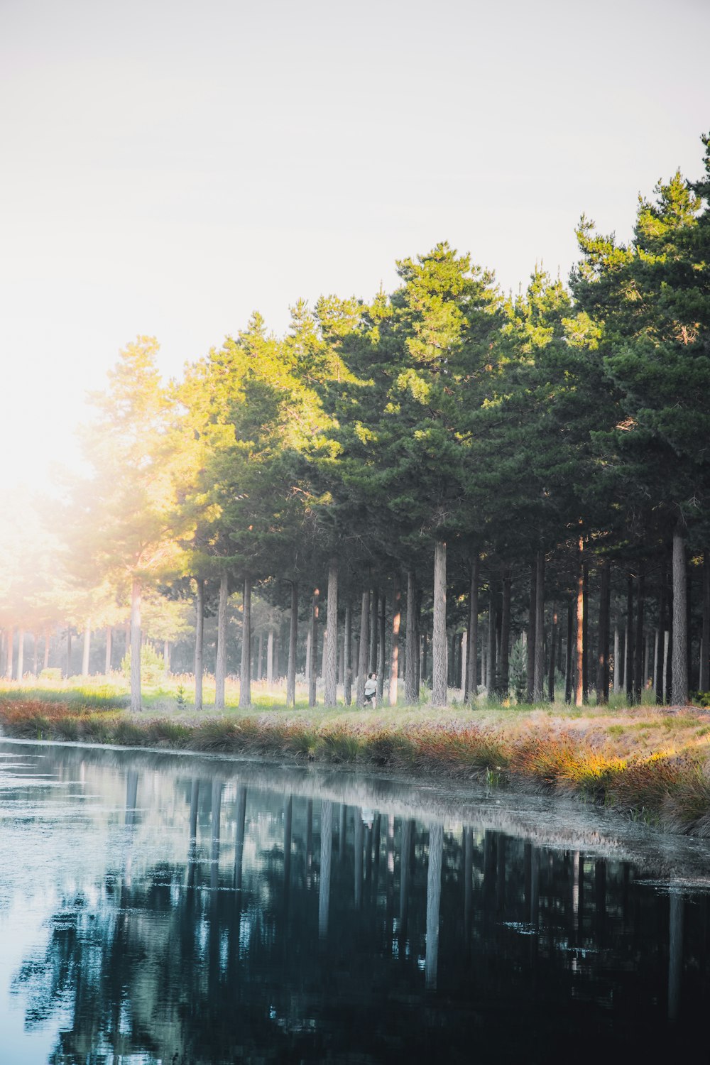 green trees beside river during daytime