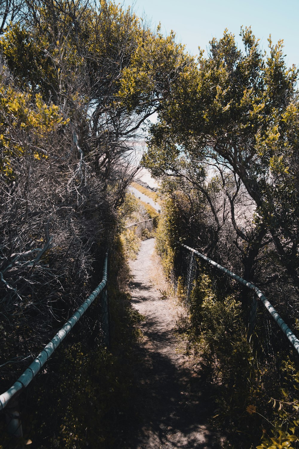 green trees on brown dirt road during daytime