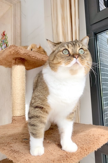 A cat with a white and tabby coat stands on a brown cat tree platform looking slightly upward. Behind it, another cat is resting on a higher platform of the same cat tree. The scene is set indoors next to a large window with light-colored curtains.