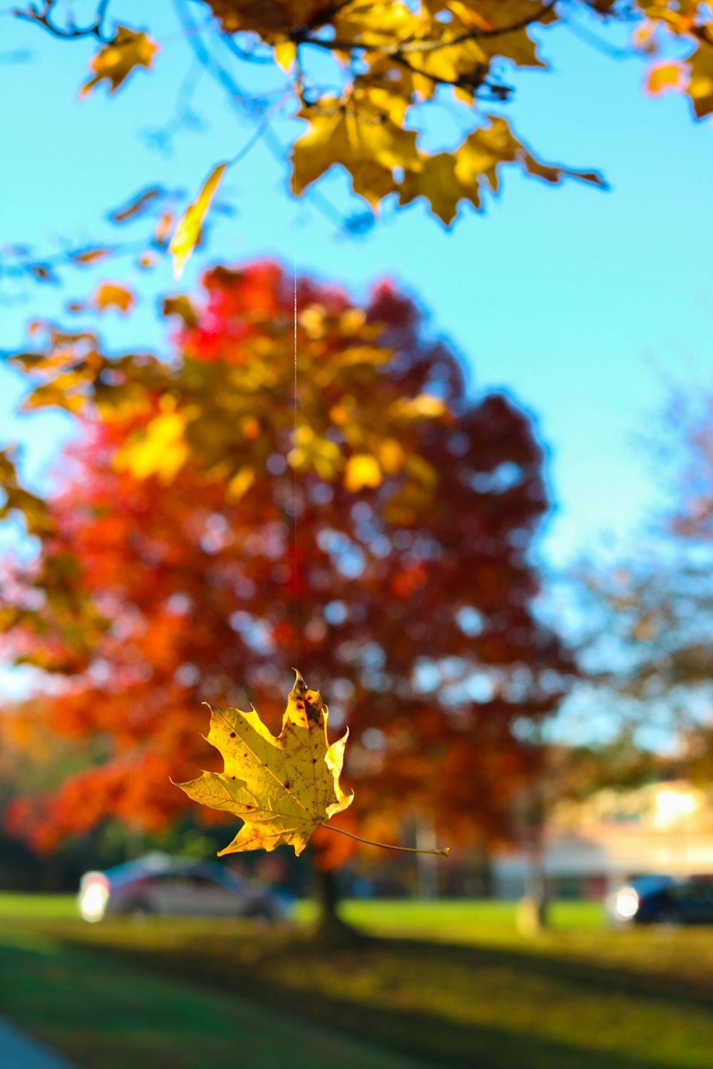 yellow and red maple leaf