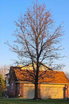 brown bare tree near brown house during daytime