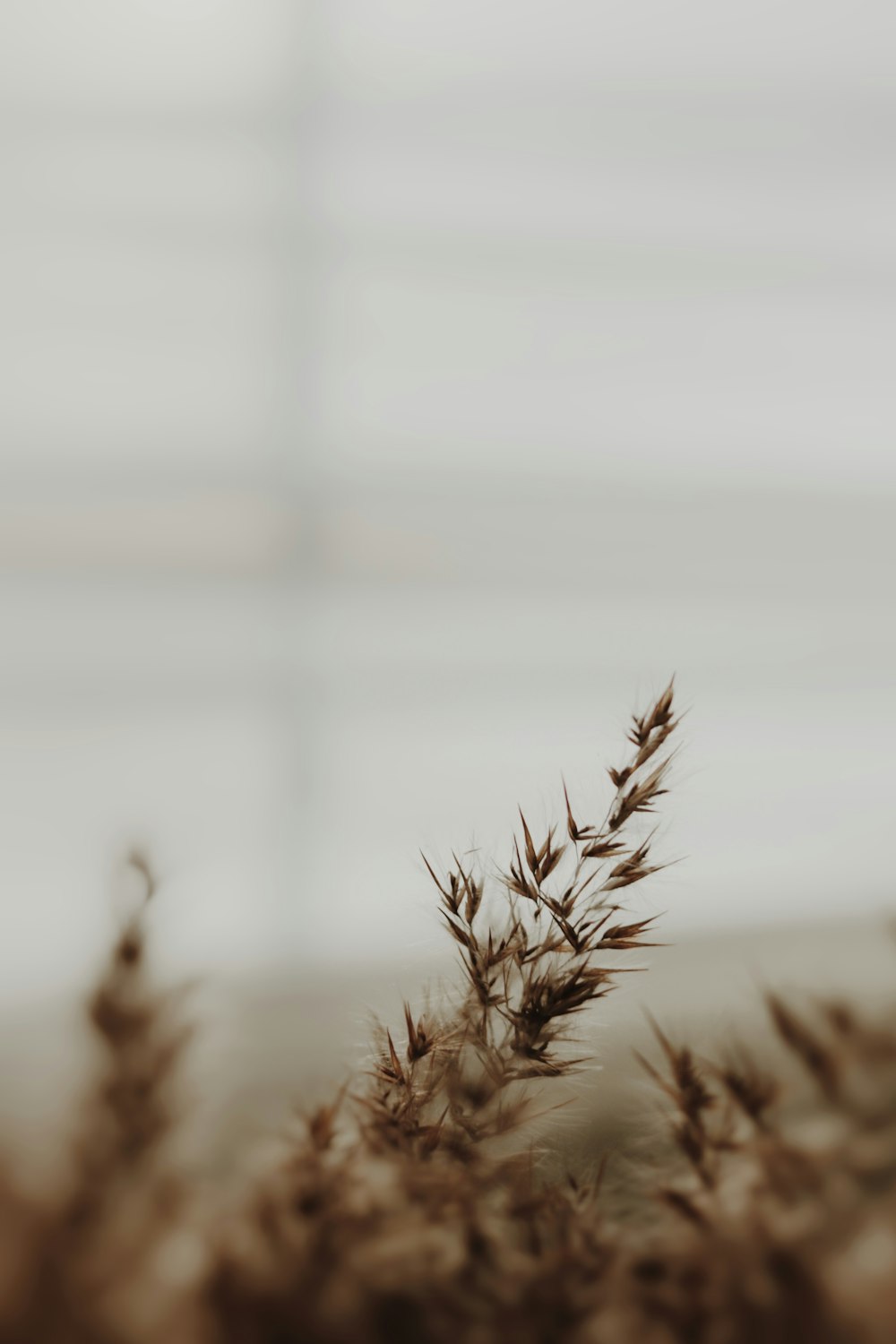 brown wheat in close up photography