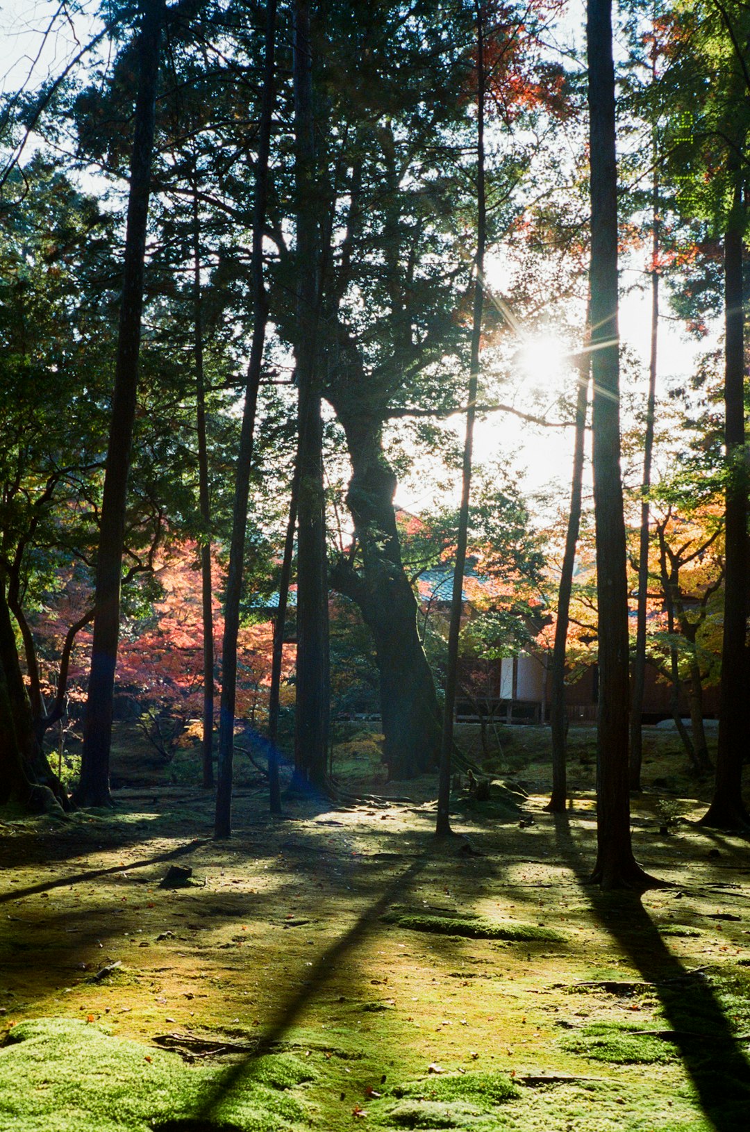 green trees on brown soil during daytime