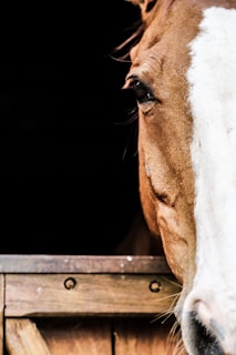 white and brown horse head