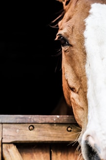 Tête de cheval alezan