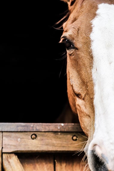 Tête de cheval alezan