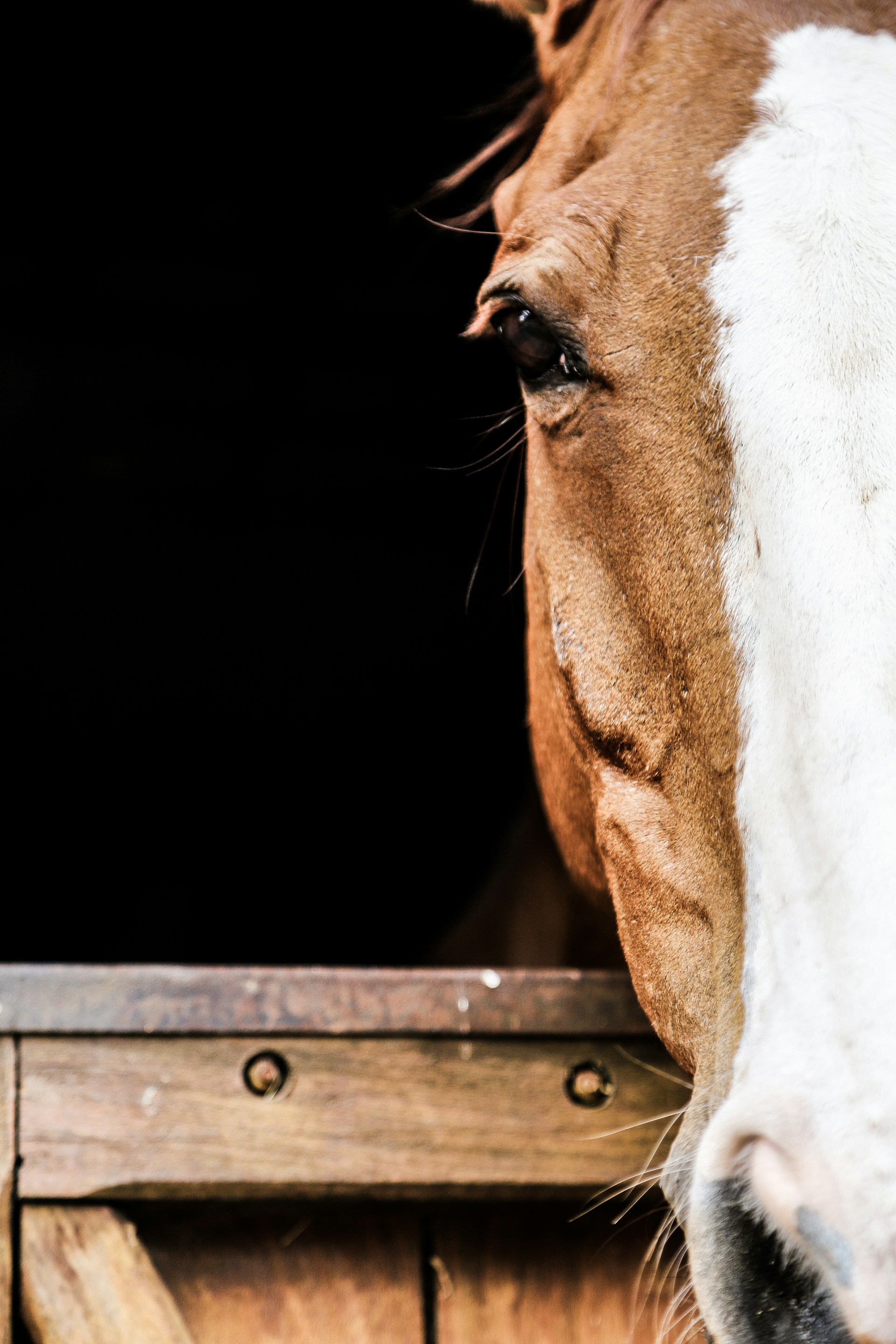 white and brown horse head